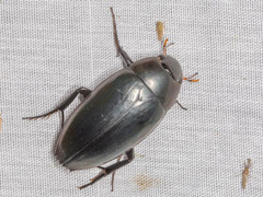 Hydrophilus aculeatus