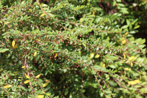 Phyllanthus myrtifolius