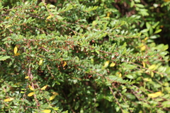 Phyllanthus myrtifolius