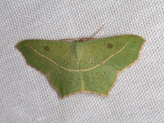 Traminda vividaria