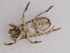 Hecyromorpha plagicollis