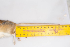 Gerbilliscus leucogaster