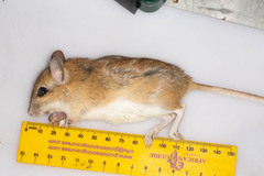 Gerbilliscus leucogaster