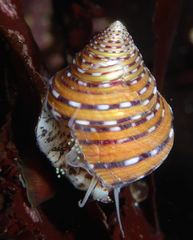 Calliostoma tricolor
