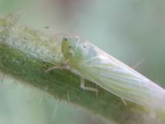 Pagaronia tredecimpunctata