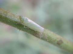 Pagaronia tredecimpunctata