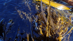 Anthophycus longifolius