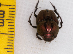 Proagoderus bicallosus