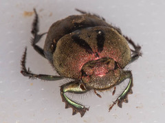 Proagoderus bicallosus