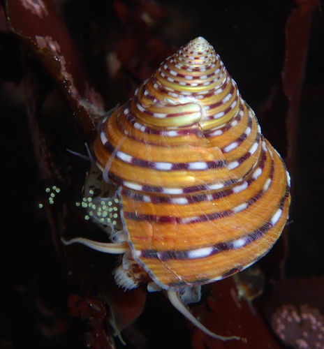 Calliostoma tricolor Gabb, 1865