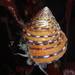 Three-colored Top Shell - Photo (c) Alison Young, some rights reserved (CC BY-NC), uploaded by Alison Young