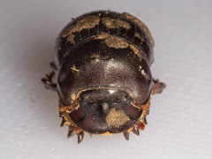 Copris cassius