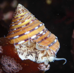 Calliostoma tricolor