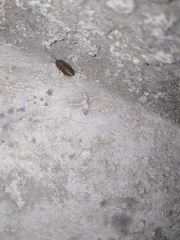 Myrmecoblatta hebardi