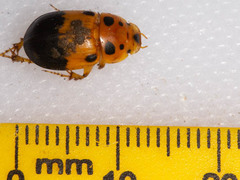 Adeloparius septemmaculatus