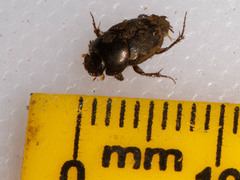 Onthophagus quadrimaculatus