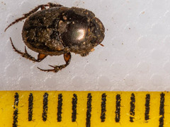 Onthophagus quadrimaculatus