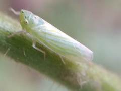 Pagaronia tredecimpunctata