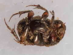 Onthophagus quadrimaculatus