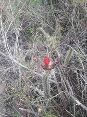 Corryocactus erectus