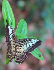 Parthenos sylvia virens