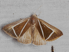 Chalciope delta