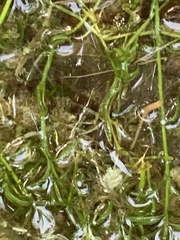 Hydrilla verticillata