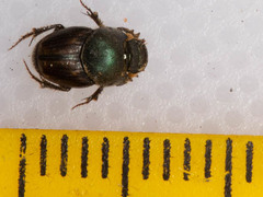 Kurtops quadraticeps