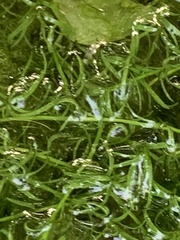 Hydrilla verticillata