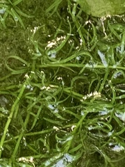 Hydrilla verticillata