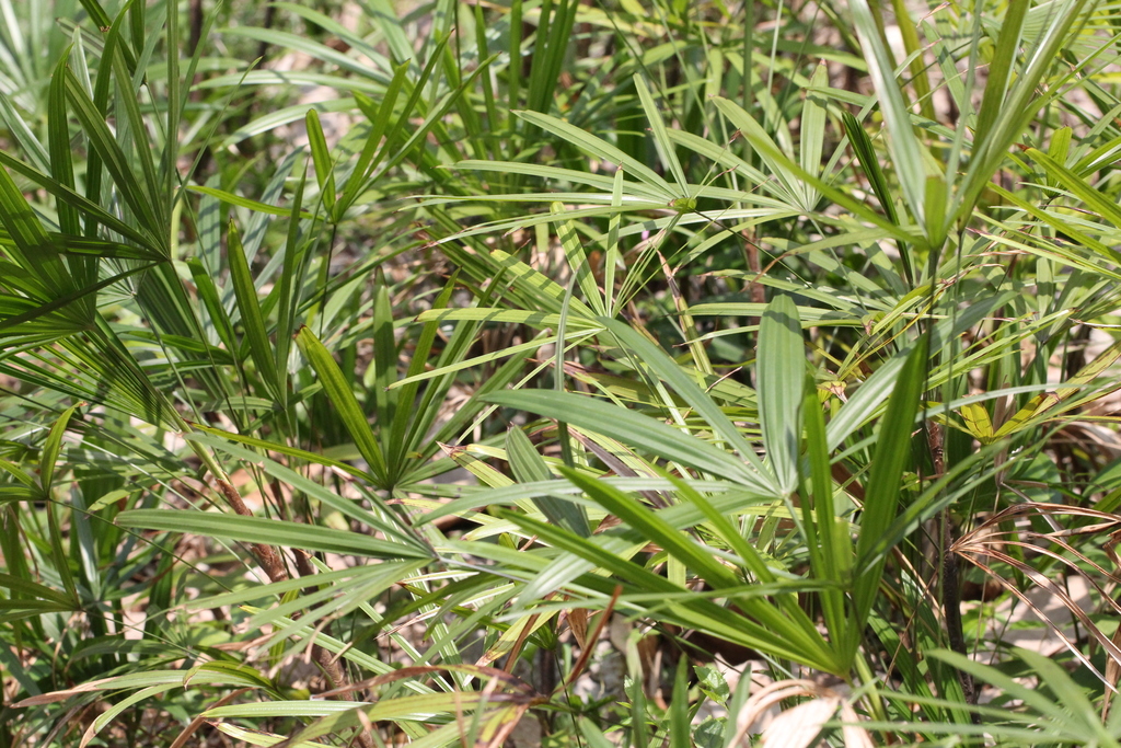 Rhapis gracilis; photograph author not stated, no rights reserved