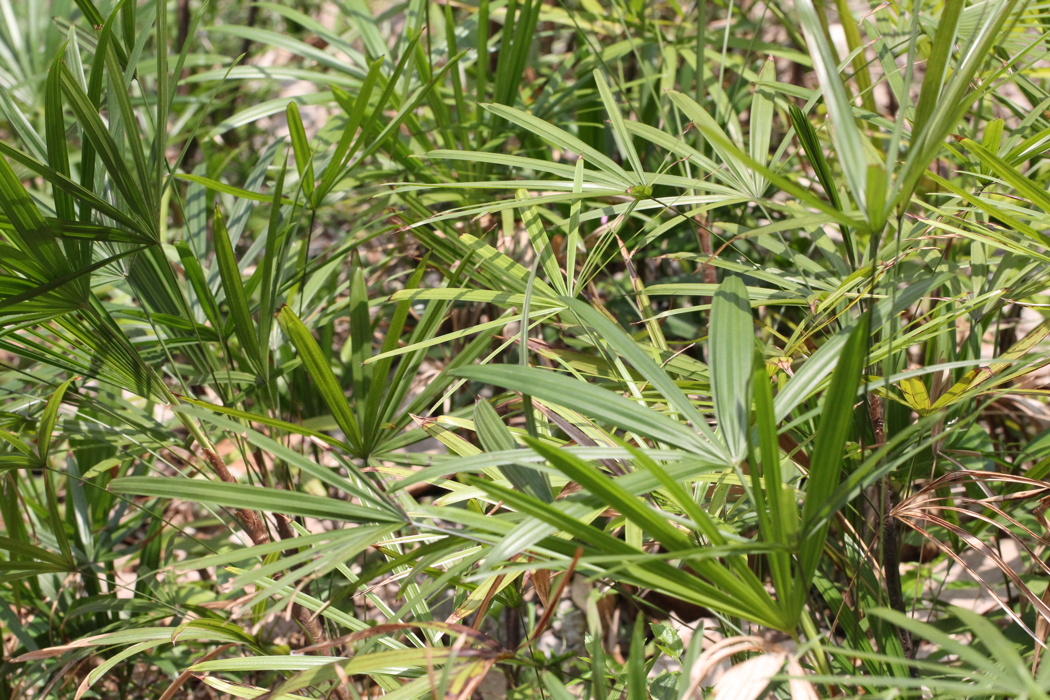 Rhapis gracilis