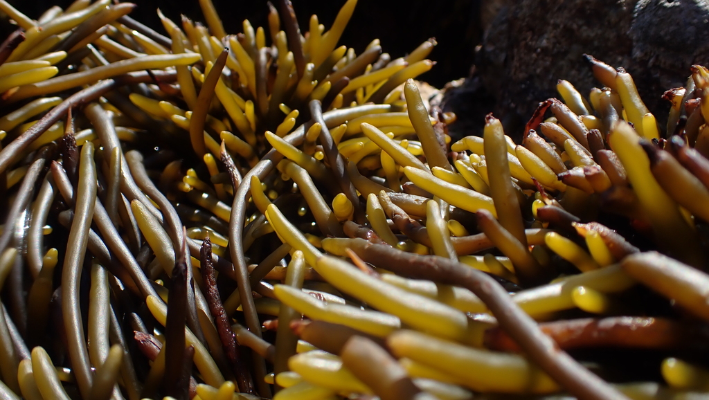 Brassicophycus