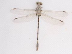Lestinogomphus silkeae