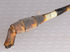 Lestinogomphus silkeae