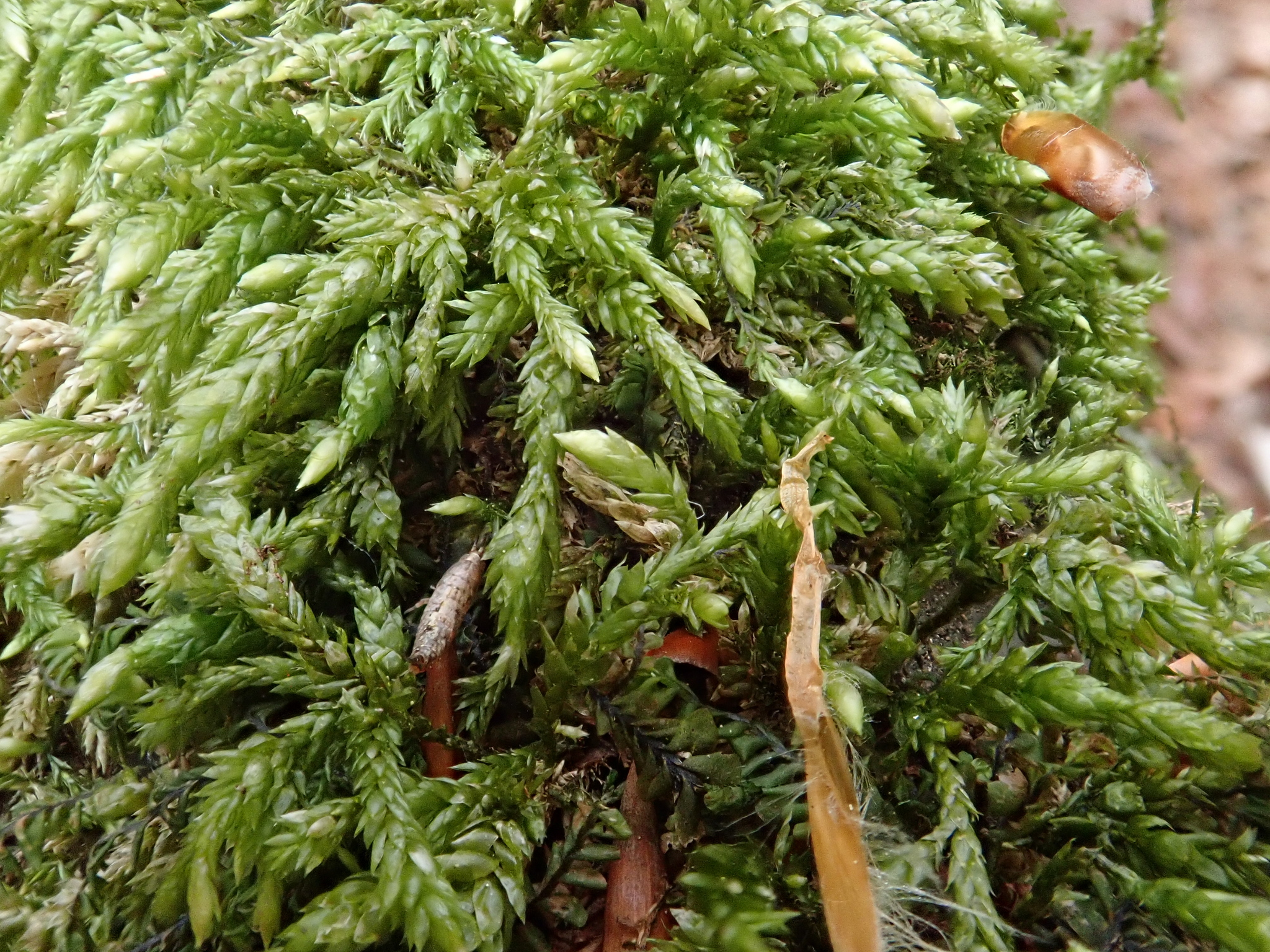Isothecium
