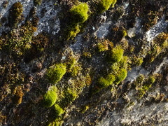 Flexitrichum flexicaule