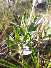 Lupinus velutinus