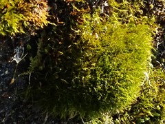 Flexitrichum flexicaule