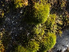 Flexitrichum flexicaule