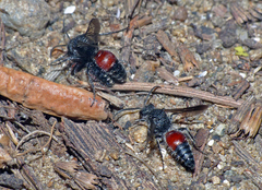 Ephutomorpha lateralis