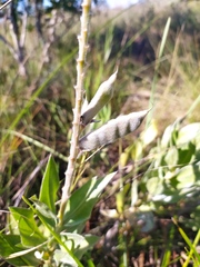 Lupinus velutinus