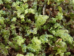 Mnium stellare