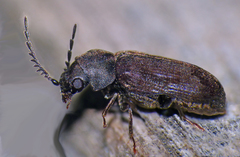 Anobiinae