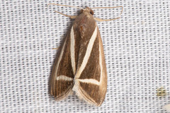 Chalciope delta