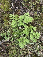 Heracleum sphondylium sibiricum