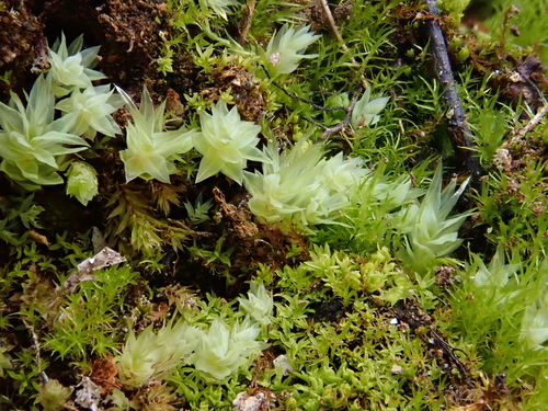 Image of Pohlia cruda by (c) Christian Berg, some rights reserved (CC BY)