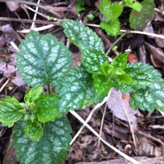 Lamium galeobdolon