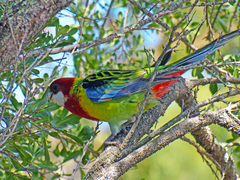 Platycercus eximius diemenensis