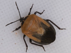 Coridius viduatus